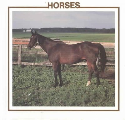 Horses / Lynn M. Stone.